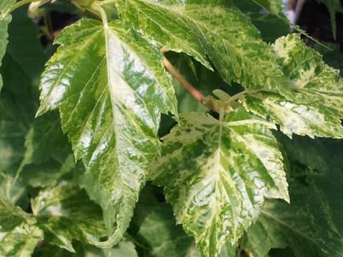 Acer caudatifolium 'Summer Surprise'