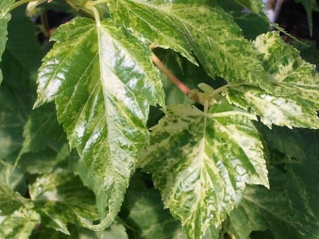 Acer caudatifolium 'Summer Surprise' (Kawakami Maple) foliage, showing green leaves heavily splashed with cream-white variegation on a reddish-brown stem.
