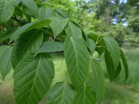Acer davidii