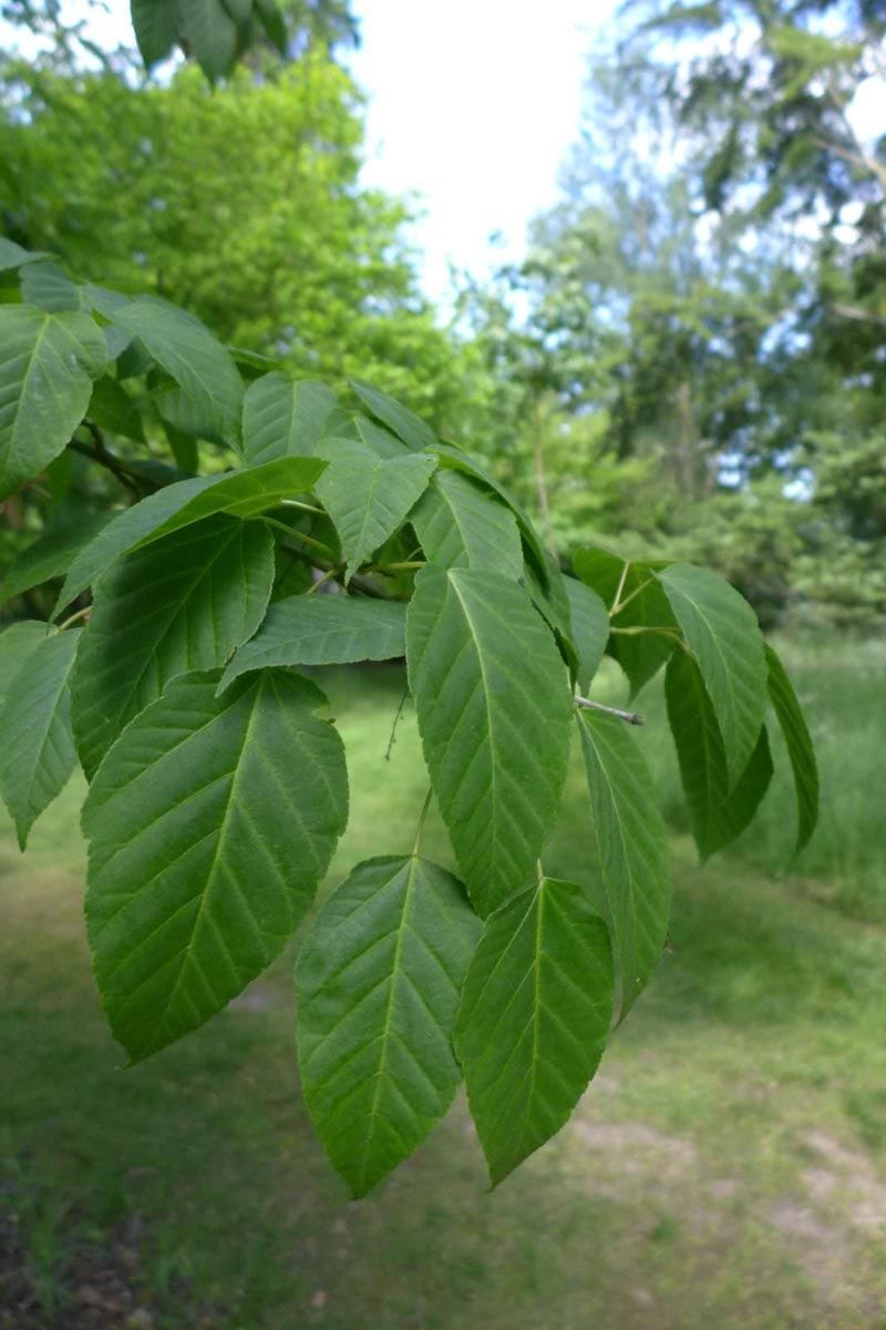 Acer davidii (Père David's maple) branch with oval, finely veined green leaves in summer, set against a blurred grassy garden and trees.
