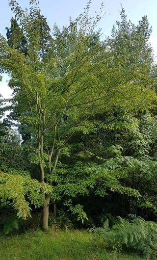 Acer davidii, Père David's maple, a multi-stemmed deciduous tree with green summer foliage, growing on a grassy bank with ferns and other trees behind.