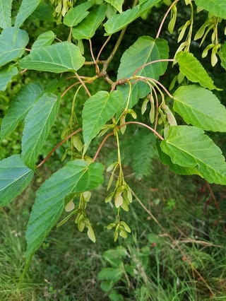 Acer davidii (Père David's maple) branch with green serrated leaves on reddish stalks and hanging clusters of pale green winged seeds.