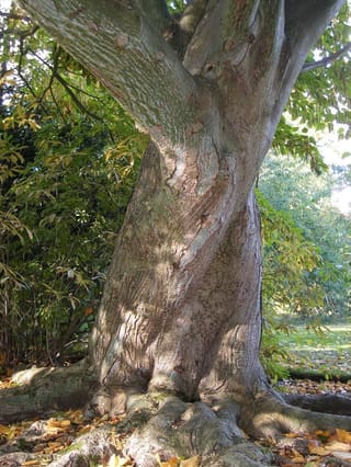 Mature Acer davidii (Père David's maple) trunk with grey-green, pale-streaked bark, a twisting base and spreading roots, fallen autumn leaves on the grass.