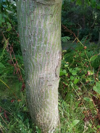 Acer davidii (Père David's maple) trunk with green bark marked by silvery-white vertical striping, standing among grass, ferns and low green foliage.
