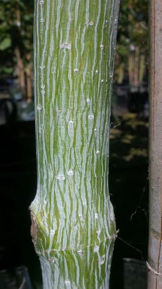 Close-up of an Acer 'Gracefield' (Snakebark Maple) trunk with green bark marked by fine white vertical stripes and small lenticels, beside a support stake.