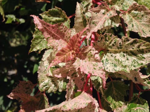 Acer 'Gracefield'