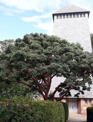 Acer griseum (Paperbark Maple) with a spreading canopy of green leaves and smooth reddish-brown branches, growing beside a hedge and a tall slate-clad tower.