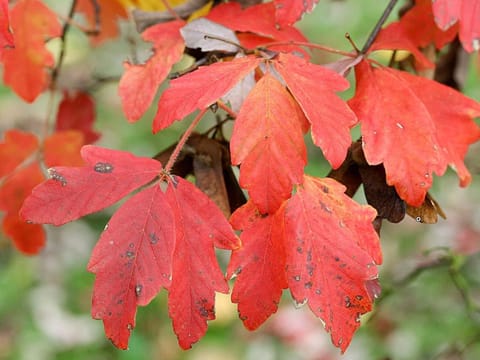 Acer griseum