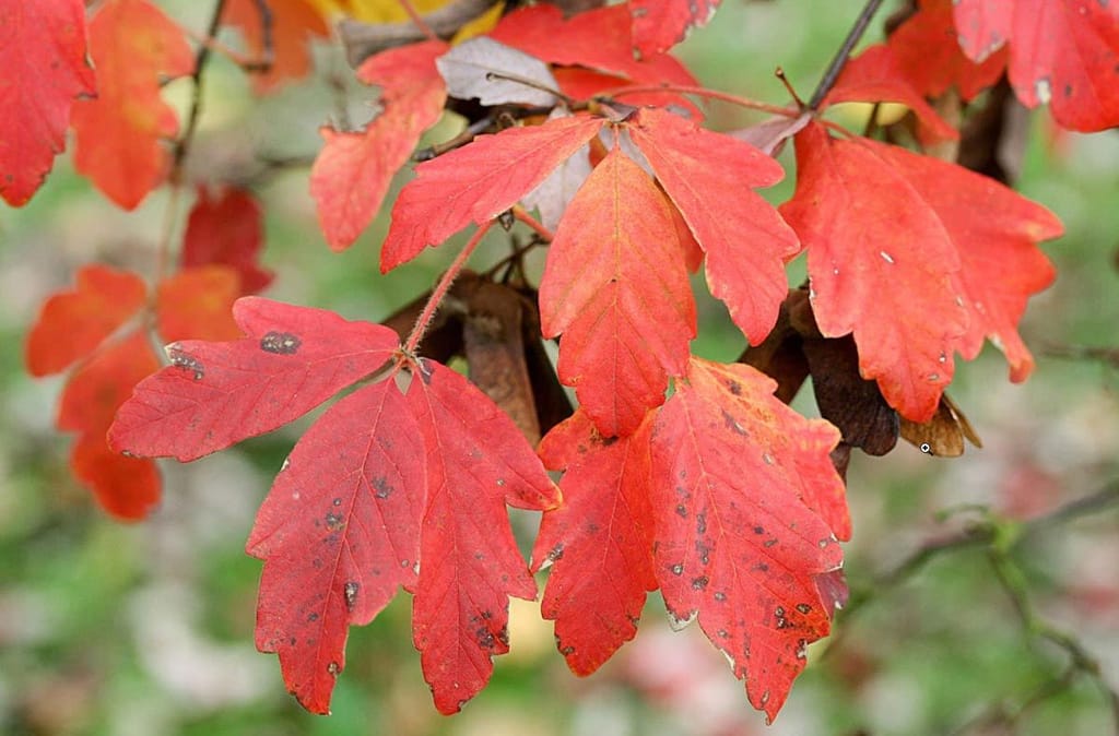 Acer griseum (Paperbark Maple) branch in autumn, with three-lobed leaves turned bright red and orange against a soft green background.