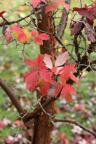 Acer griseum (Paperbark Maple) in autumn, with red and orange trifoliate leaves on bare twigs beside a peeling reddish-brown trunk.
