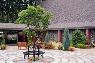 Young Acer griseum (Paperbark Maple) with fresh green leaves, growing through a round metal bench in a paved courtyard with conifers and grasses.