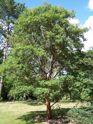 Acer griseum (Paperbark Maple) growing on a lawn, with a short coppery-brown trunk, branching stems and a rounded canopy of green leaves.