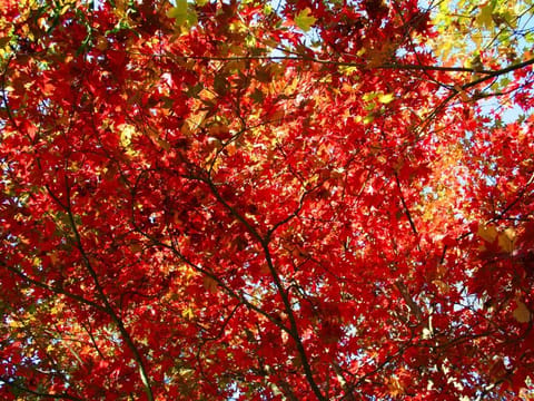 Acer japonicum 'Vitifolium'