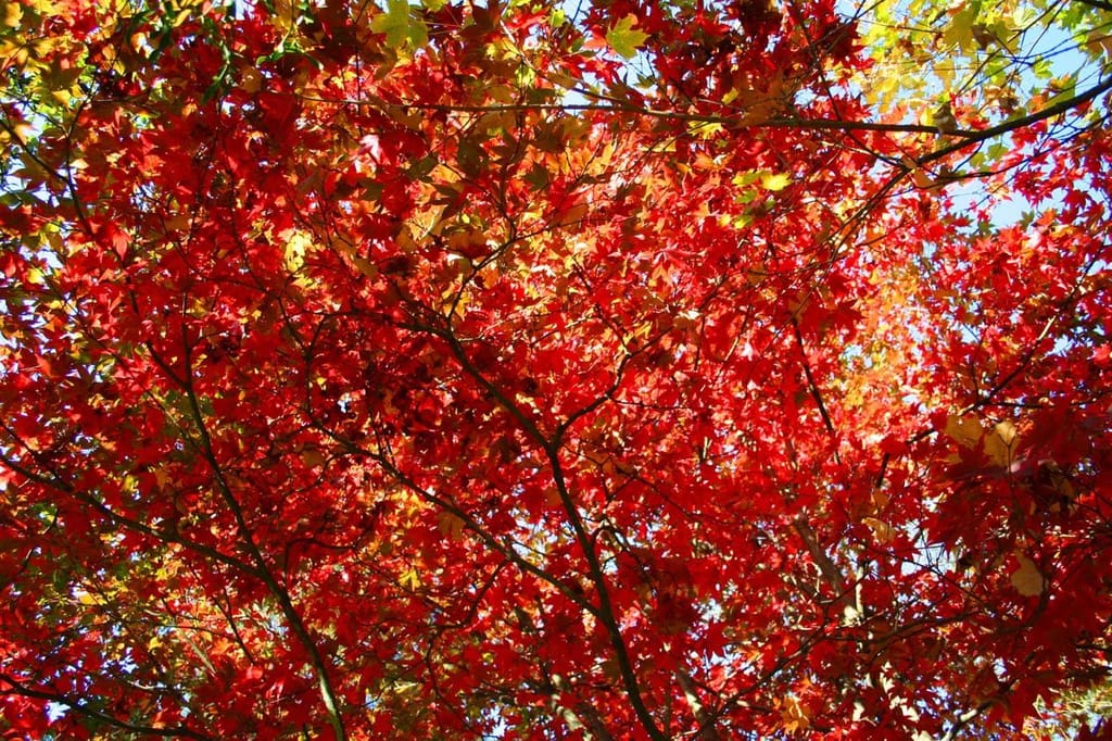 Acer japonicum 'Vitifolium' (Full Moon Maple) canopy seen from below, with dense bright red autumn leaves and orange-yellow patches against blue sky.