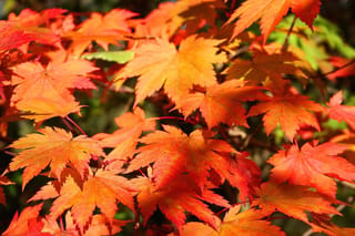 Acer japonicum 'Vitifolium' (Full Moon Maple) foliage in autumn, with lobed leaves in bright orange and red on slender branches.