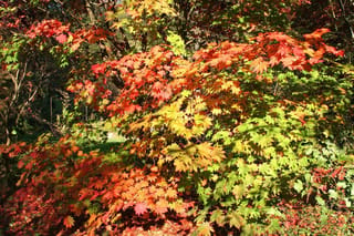 Acer japonicum 'Vitifolium' (Full Moon Maple) in autumn, its broad lobed leaves shading from green to yellow, orange and red in sunlight.