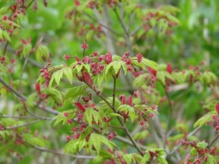 Acer japonicum 'Vitifolium' (Full Moon Maple) in spring, with fresh pale green leaves and clusters of small red flowers on slender branches.