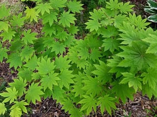 Acer japonicum 'Vitifolium' (Full Moon Maple) with broad, lobed, fresh green leaves spreading over a bark-mulched garden bed.