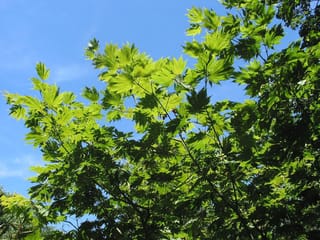 Acer japonicum 'Vitifolium' (Full Moon Maple) branches with broad, lobed bright green summer leaves, backlit against a clear blue sky.