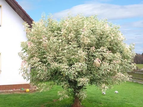 Acer negundo 'Flamingo'