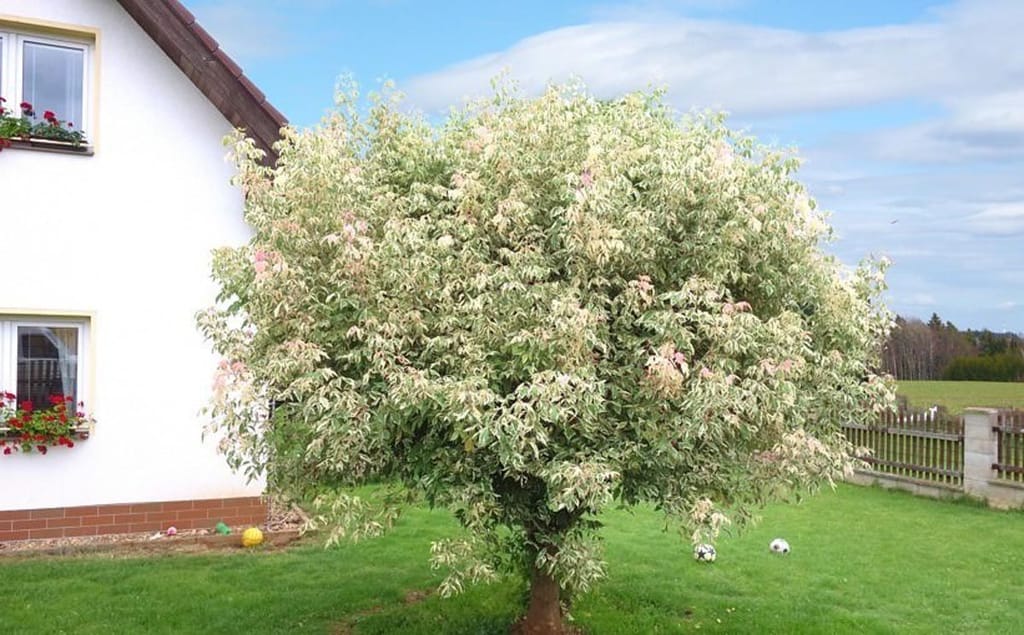 Acer negundo 'Flamingo' (Box Elder) as a rounded standard tree with cream-white and green variegated foliage and pink tips, on a lawn beside a house.