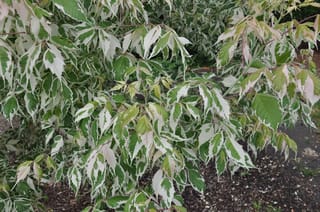Acer negundo 'Flamingo' (Box Elder) foliage, with green leaves broadly edged in white and pink, on reddish stems above bare mulched soil.