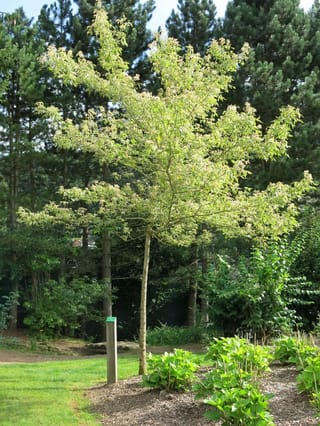 Young Acer negundo 'Flamingo' (Box Elder) with a slender pale trunk and light green and cream variegated foliage, growing in mulched garden beds before dark conifers.