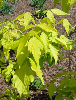 Acer negundo 'Kelly's Gold' (Box Elder) with bright golden-yellow compound leaves and pinkish leaf stalks, growing over bark mulch in a garden bed.