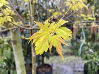 Acer negundo 'Kelly's Gold' (Box Elder) with new golden-yellow leaves tinged orange-red at the edges, on a branch in a nursery with potted plants behind.
