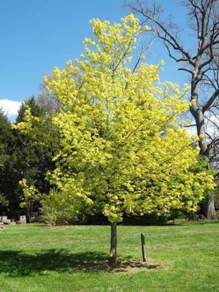 Acer negundo 'Kelly's Gold' (Box Elder), a young tree with bright golden-yellow spring foliage on a single trunk, standing on a lawn under blue sky.