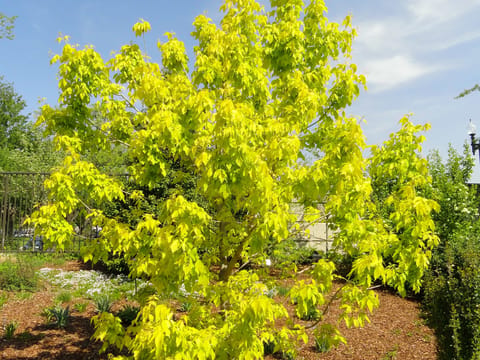 Acer negundo 'Kelly's Gold'