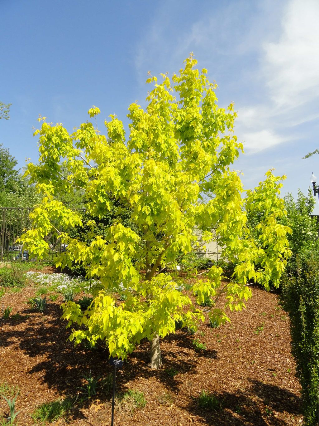 Acer negundo 'Kelly's Gold' (Box Elder), a young tree with bright golden-yellow foliage, growing in a mulched garden bed under a blue sky.