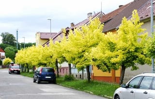 Row of Acer negundo 'Kelly's Gold' (Box Elder) street trees with bright golden-yellow foliage beside a road, houses and parked cars behind.