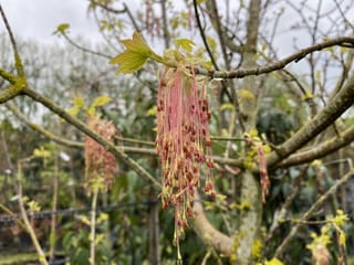 Acer negundo 'Kelly's Gold' (Box Elder) in early spring, with hanging pink-red flower tassels and young yellow-green leaves on bare branches.