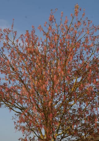 Acer negundo var. violaceum (Box Elder) in early spring, with pink-red flower tassels hanging from mostly bare branches against a clear blue sky.