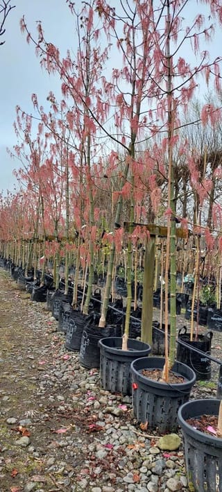 Acer negundo var. violaceum (Box Elder) standards in a row of black planter bags, with pink-red flower tassels hanging from bare branches over a gravel path.