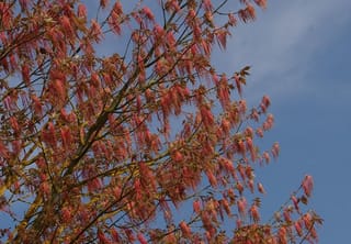 Acer negundo var. violaceum (Box Elder) branches covered in dangling red-pink flower tassels and small bronze emerging leaves against a blue sky.