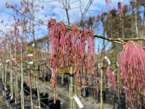 Acer negundo var. violaceum