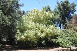 Acer negundo 'Variegatum' (Box Elder), a spreading tree with pale cream-green variegated foliage, standing out against darker green trees and blue sky.