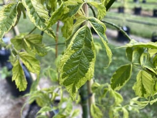 Acer negundo 'Variegatum' (Box Elder) leaves with green centres and yellow-cream margins, on a young potted tree in a nursery.
