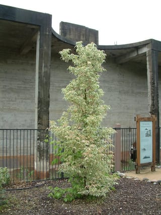 Acer negundo 'Variegatum' (Box Elder), a young upright tree with cream-white and green variegated foliage, planted in mulch in front of a concrete structure and fence.