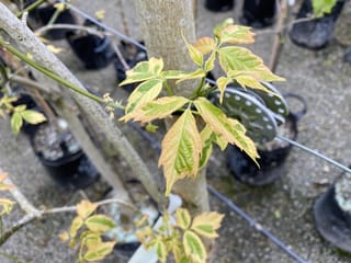 Acer negundo 'Variegatum' (Box Elder) young pinnate leaves with green centres and cream-peach margins on a pale trunk, among potted nursery plants.