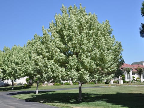 Acer negundo 'Variegatum'
