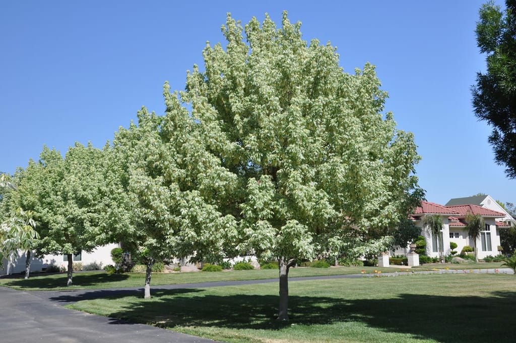 Acer negundo 'Variegatum' (Box Elder), a rounded deciduous tree with pale green and creamy-white foliage, growing on a lawn beside a driveway.