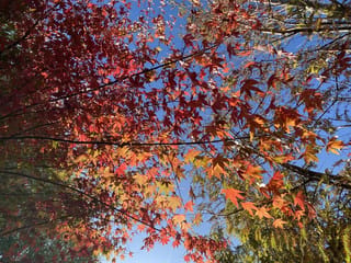 Acer palmatum (Japanese Maple) seen from below, with red, orange and yellow autumn leaves on thin dark branches against a blue sky.