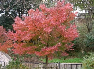 Acer palmatum (Japanese Maple) with a single slender trunk and dense red-pink autumn foliage, growing beside a metal fence with green shrubs behind.