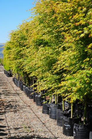 Row of Acer palmatum (Japanese Maple) trees in black planter bags on a gravel nursery path, with lime-green, orange-tinged foliage.