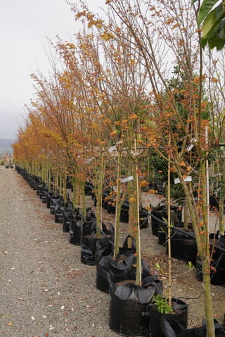 Row of Acer palmatum (Japanese Maple) trees in black planter bags on gravel, with slender green stems and new orange-bronze foliage.