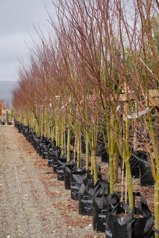 Row of leafless Acer palmatum (Japanese Maple) trees in black 80 litre planter bags, with green stems and reddish branches, on a gravel nursery path.