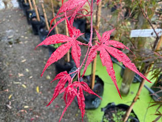 Acer palmatum 'Beni-otake' Japanese Maple, with narrow, deeply lobed crimson leaves beaded with raindrops, in front of potted nursery plants staked with bamboo canes.